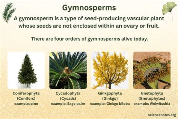 What are 2 examples of gymnosperms?