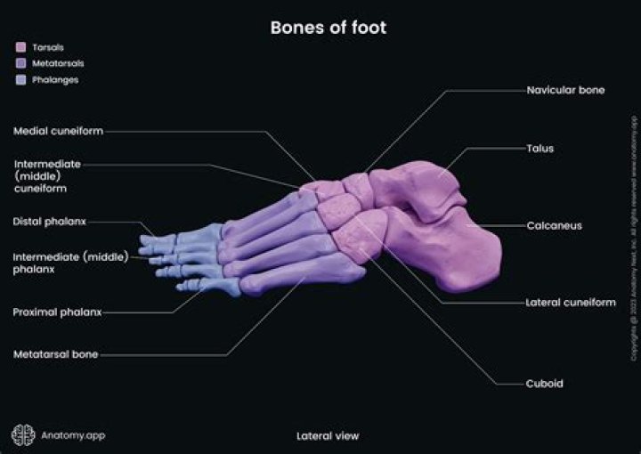 What are all the bones in the foot?