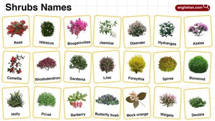 What are called bushes?