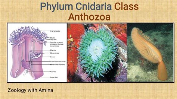 What are characteristics of class anthozoa?