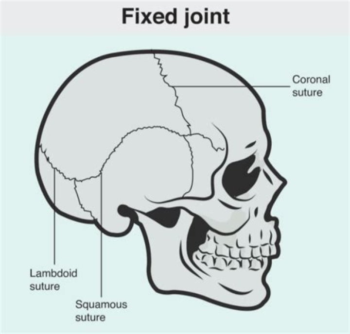 What are fixed joints called?