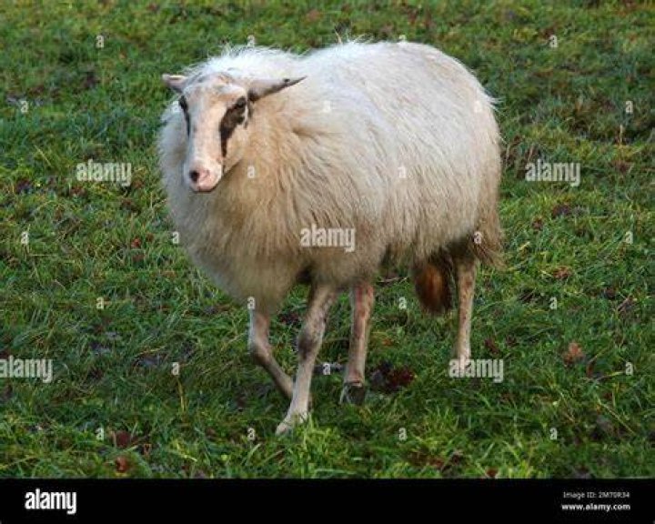 What are New Zealand sheep called?