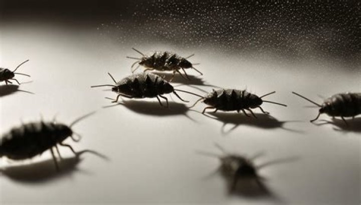 What are paper mites?