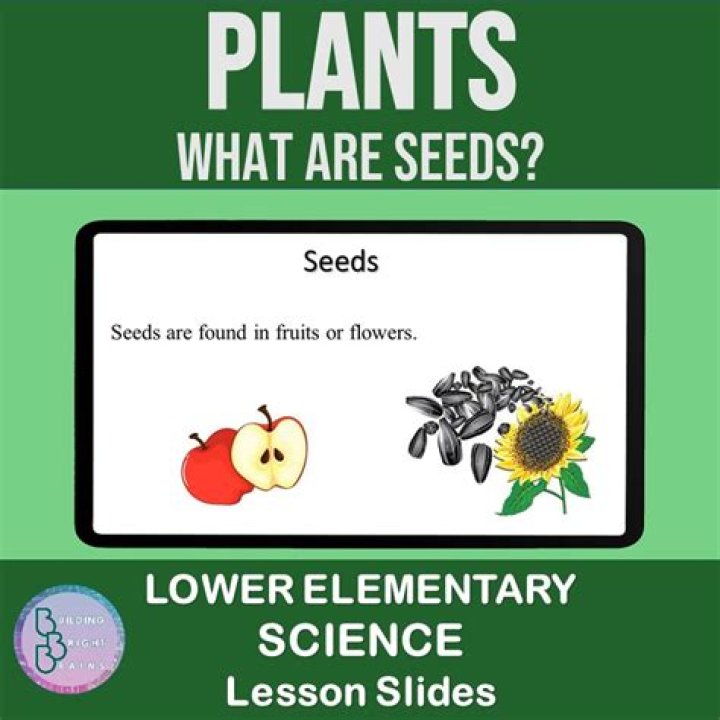 What are seeds 3rd grade?