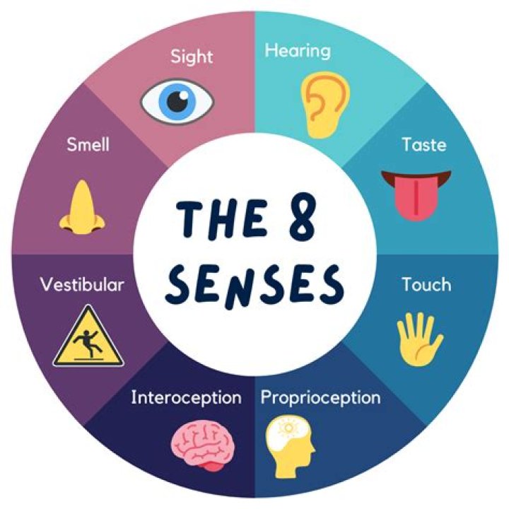 What are sensory inputs?