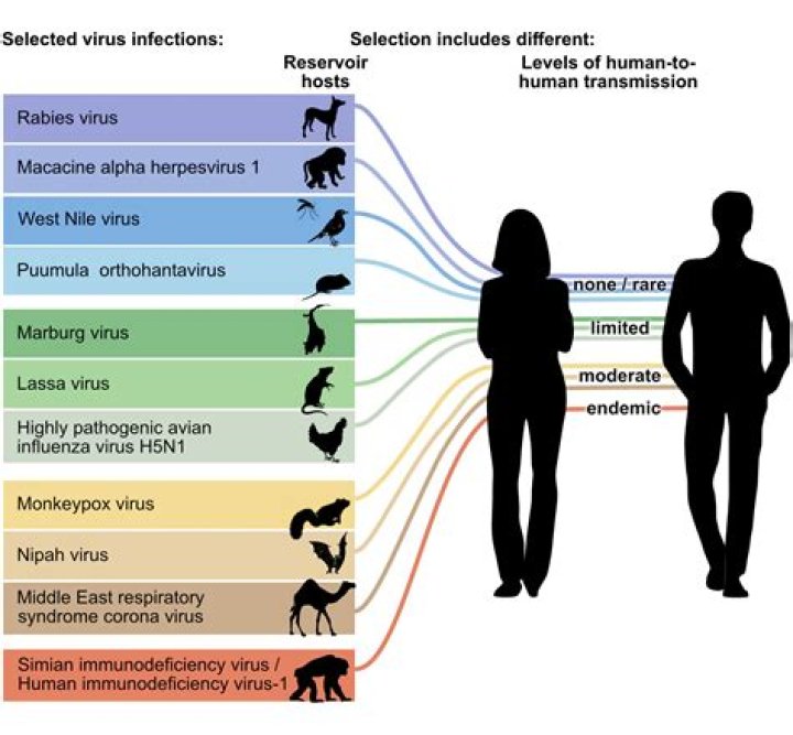 What are some back diseases?