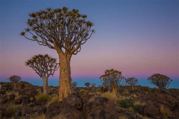 What are some common plants in Africa?