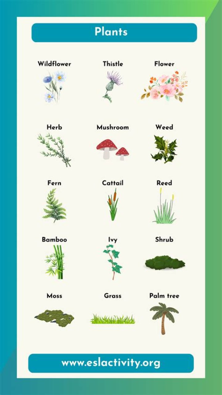 What are some plants that start with B?