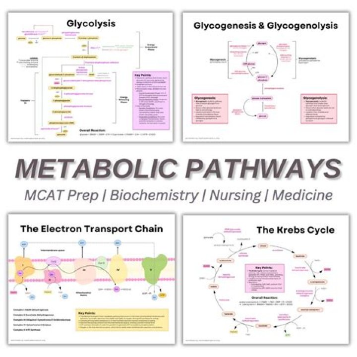 What are the 4 metabolic pathways?