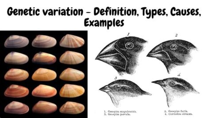 What are the 4 types of variation?