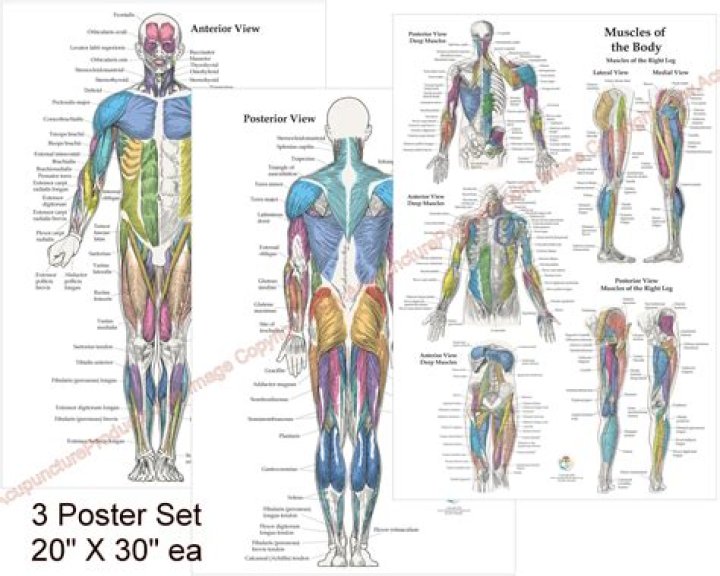 What are the 8 important elements in the human body?
