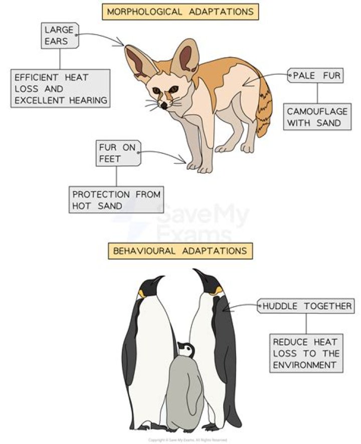 What are the animal adaptations within a rainforest?