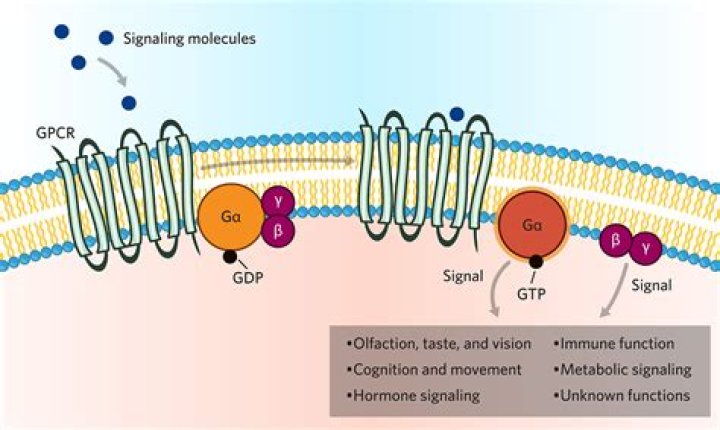 What are the classes of G proteins?
