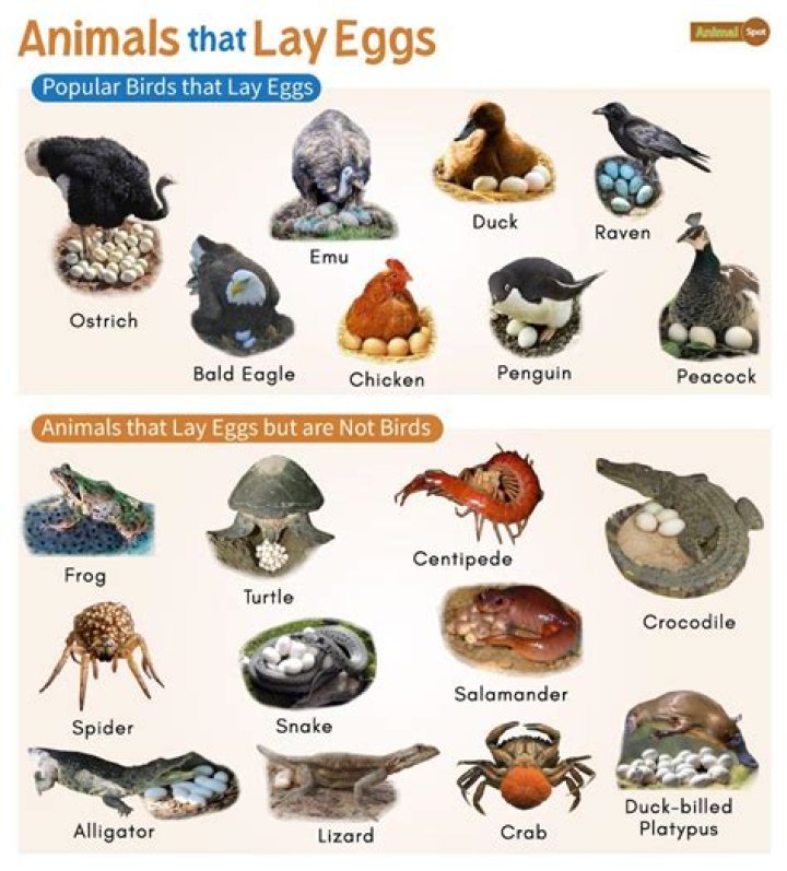 What are the egg and meat yielding animals?