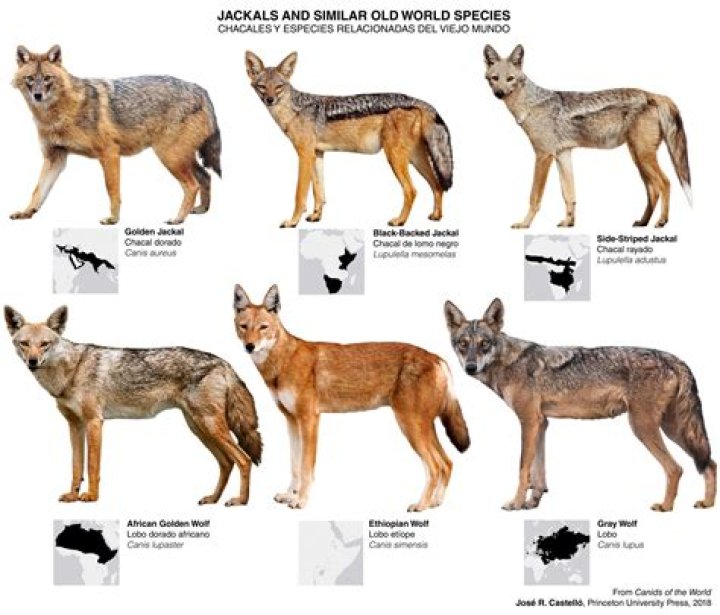 What are the four types of jackals?
