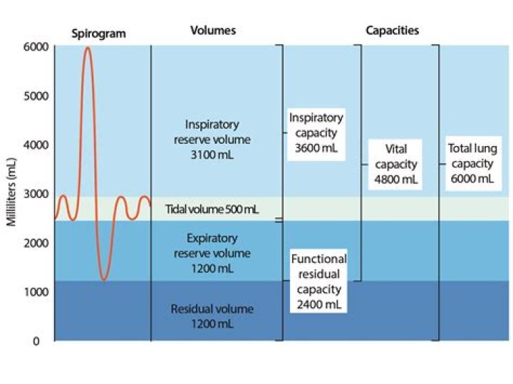 What are the lung volumes and capacities?
