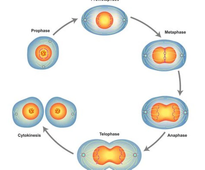 What are the phases in AIT?
