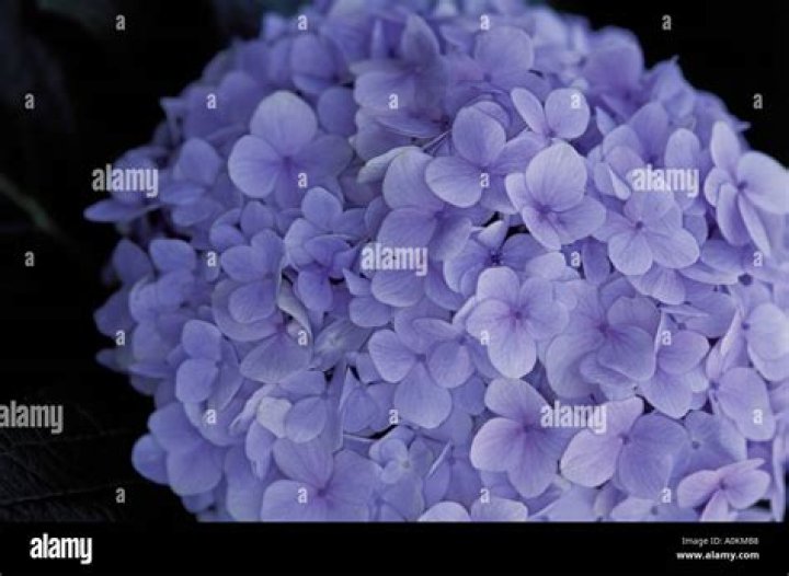 What are the purple puffball flowers?
