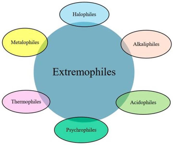 What are thermophiles made of?