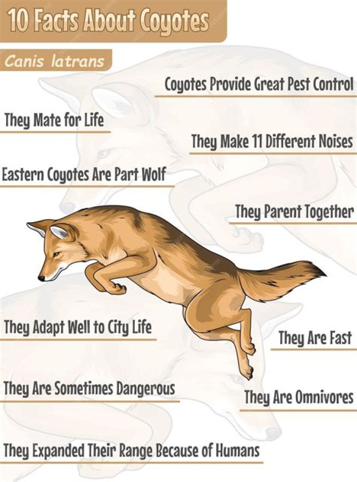 What are three interesting facts about coyotes?