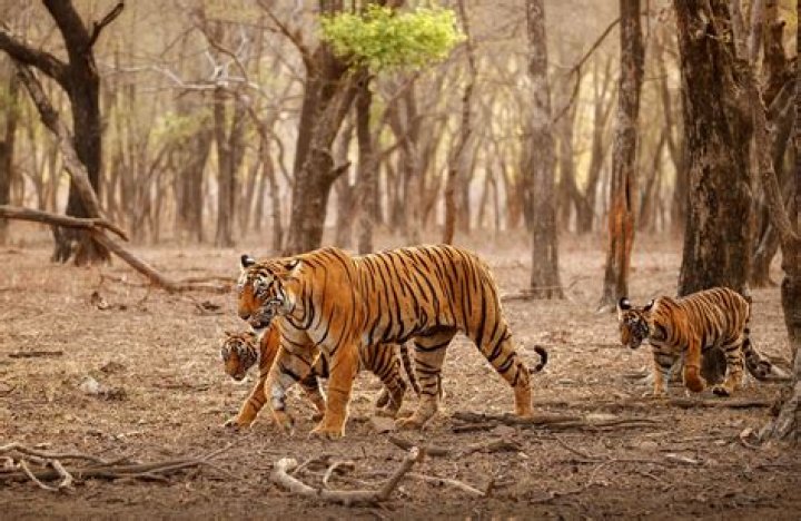 What are Tiger leads?