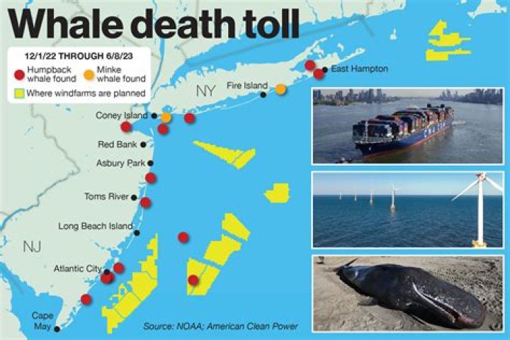 What are whales killed for?