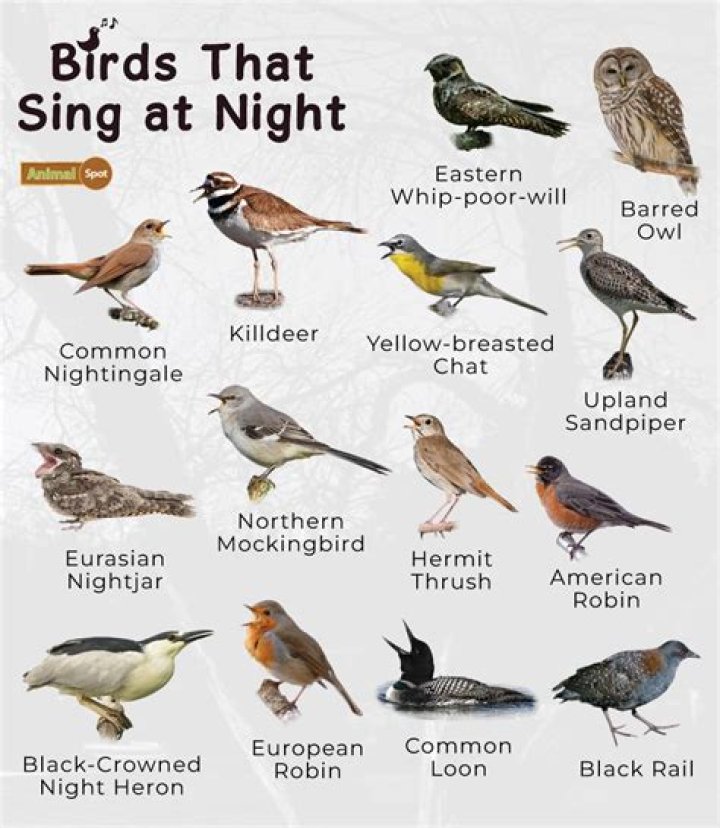 What bird makes a call at night?