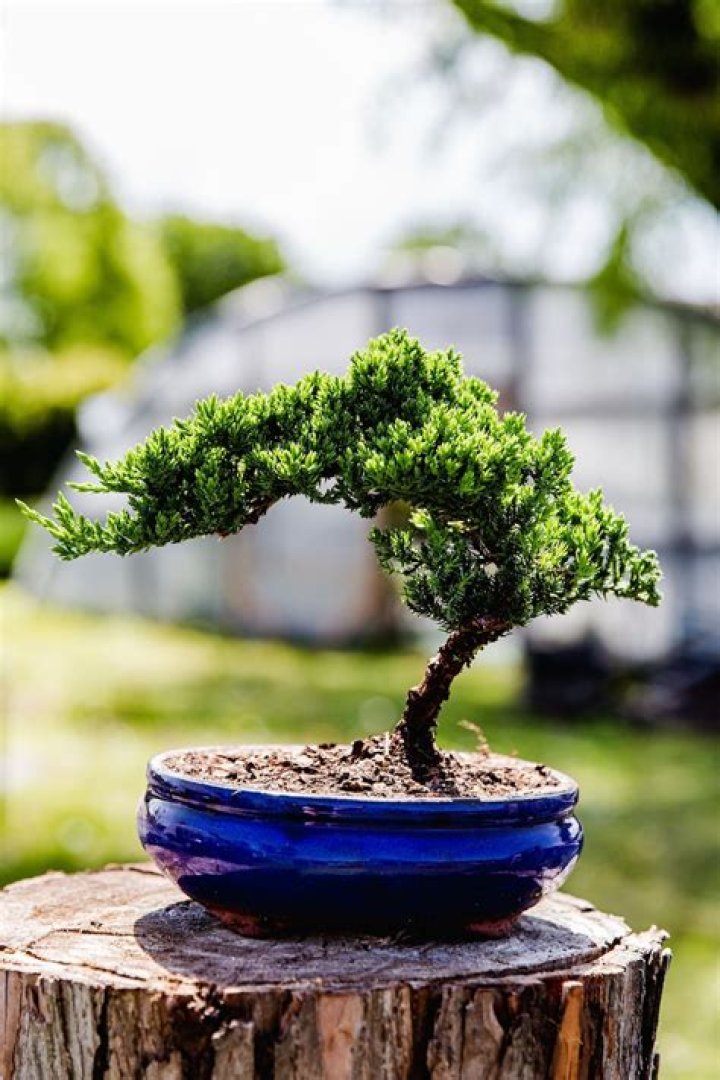 What bonsai trees are good for indoors?