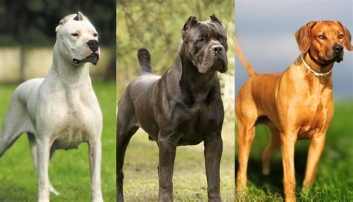 What breed has the most dog bites?