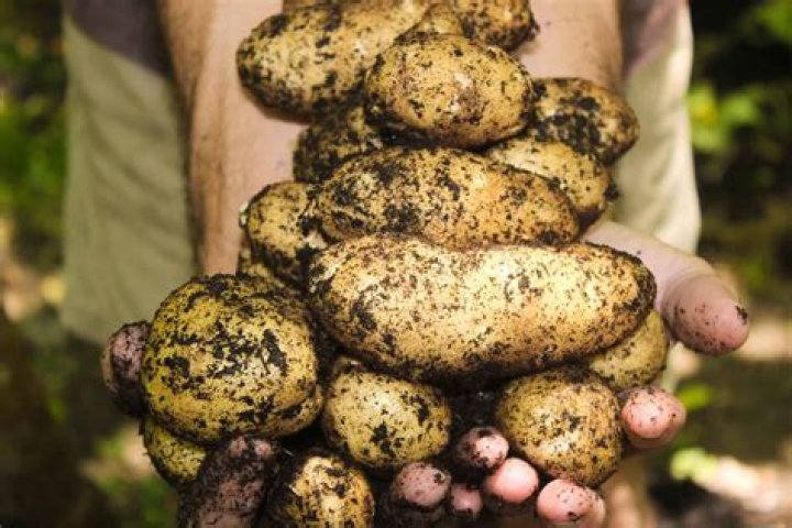 What can I do with too many new potatoes?
