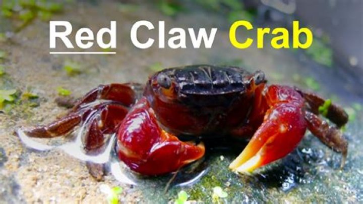 What can live with red claw crabs?