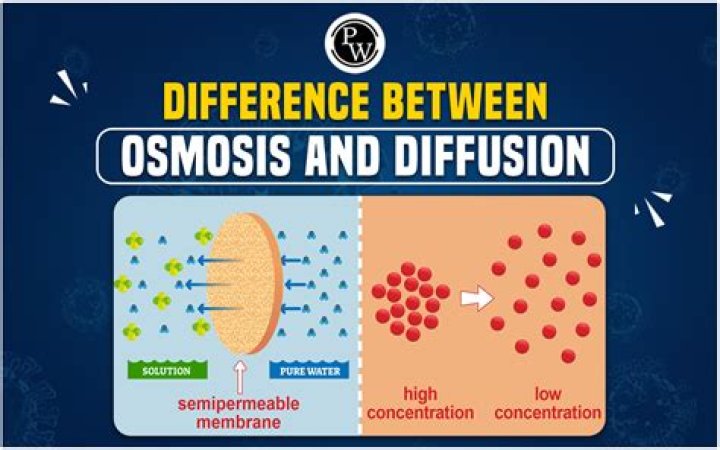 What can you conclude about the relationship between diffusion and osmosis?