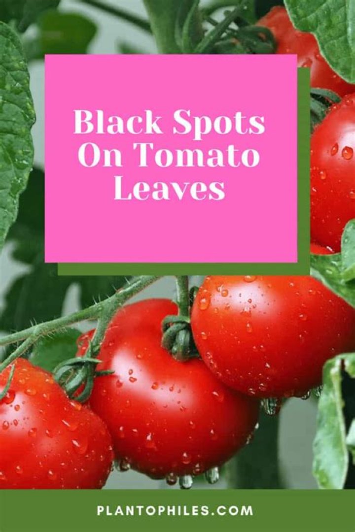 What causes black dots on tomato leaves?