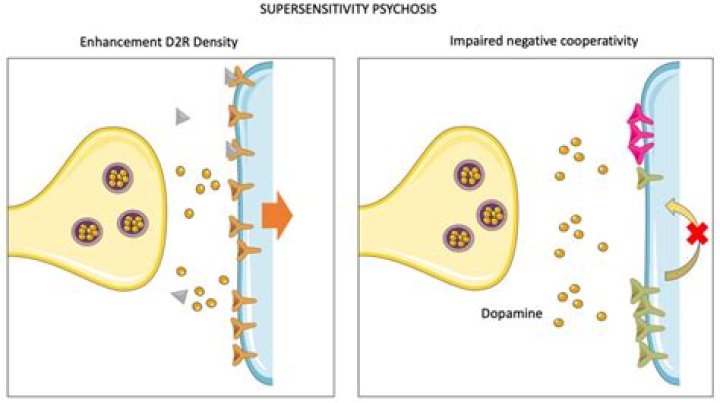 What causes denervation supersensitivity?