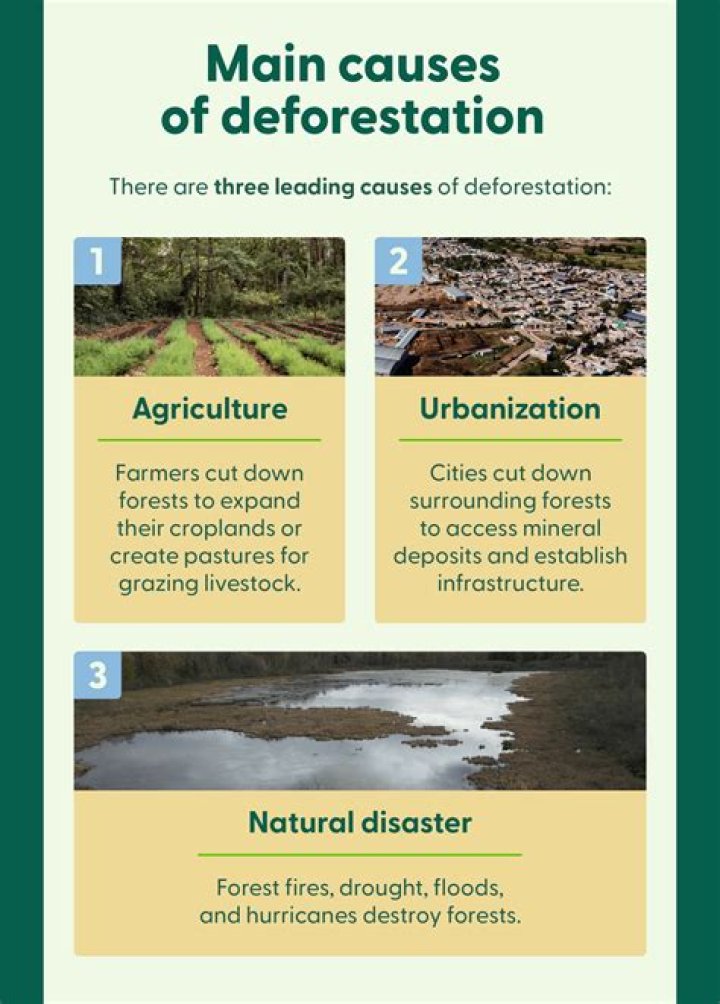 What causes siltation in dams?