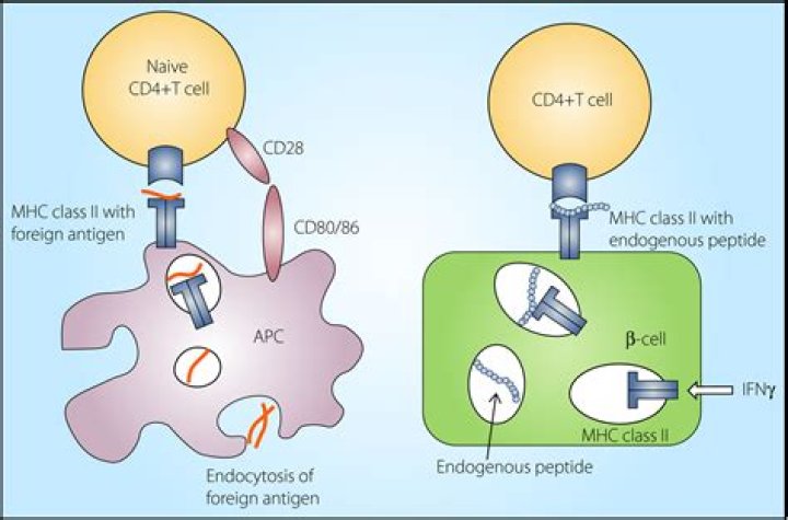 What cells express HLA-E?