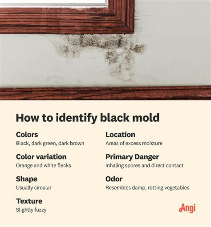What color does mold start out as?