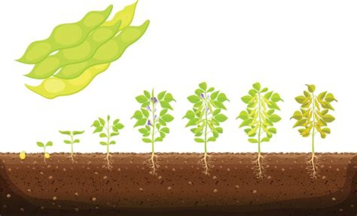 What crop does Virginia grow the most?