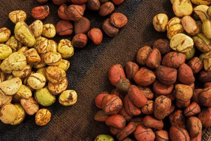What did indigenous Africans eat?