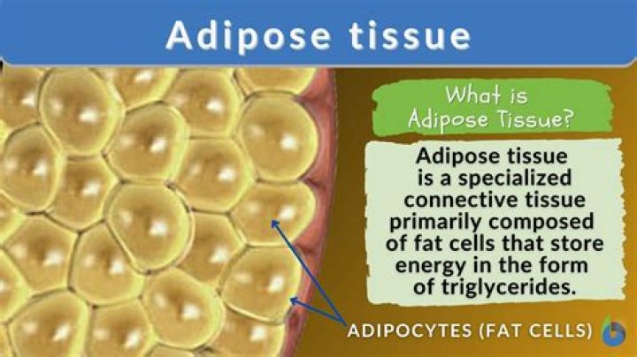 What do Adrenergic receptors do in adipose tissue?