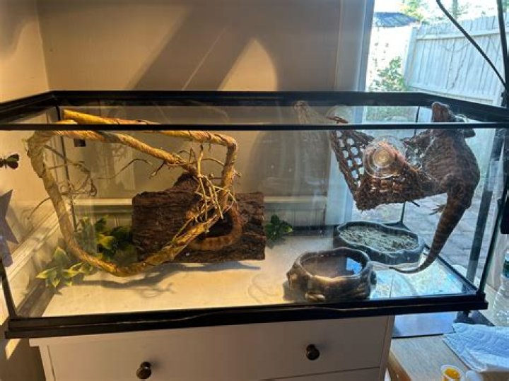 What do bearded dragons need in their vivarium?