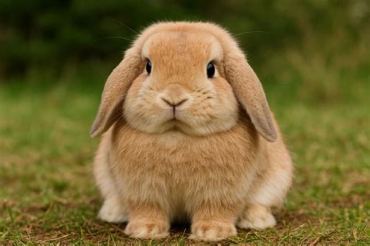 What do English Lop rabbits look like?