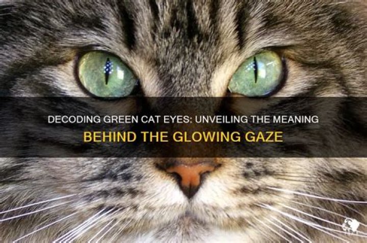 What do green cats eyes mean?