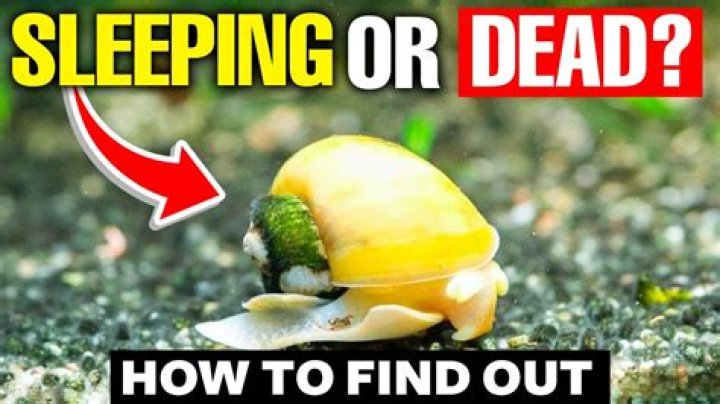 What do I feed Nerite snails?