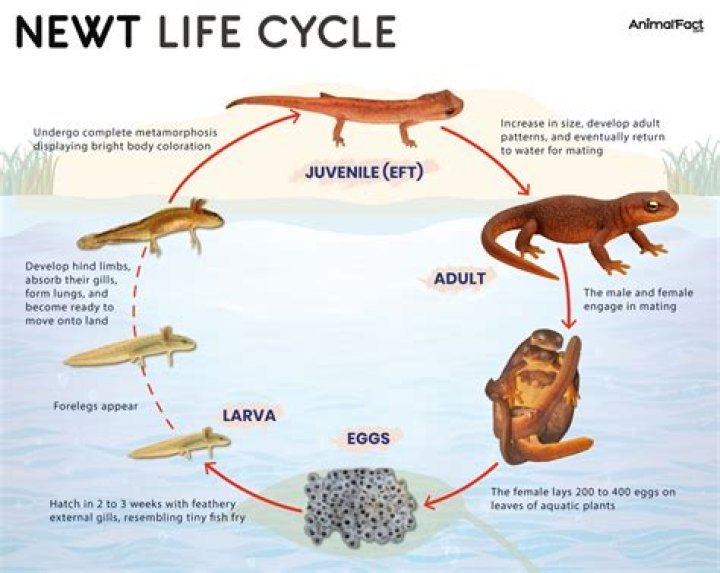 What do newts look like UK?