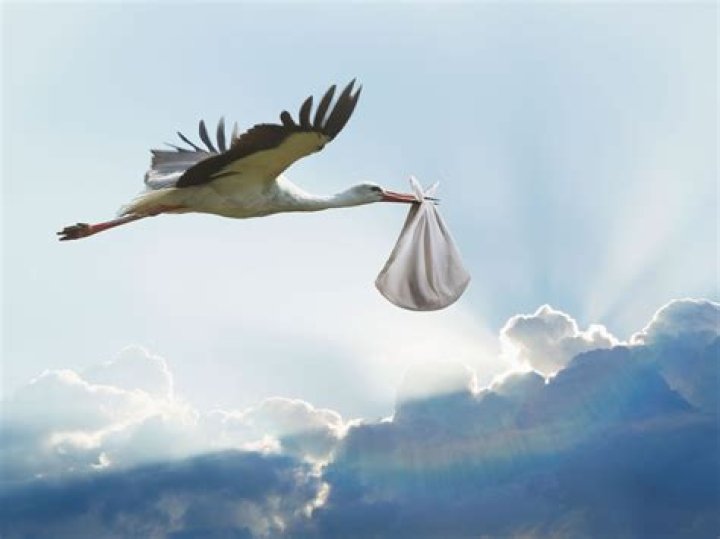 What do storks need to survive?