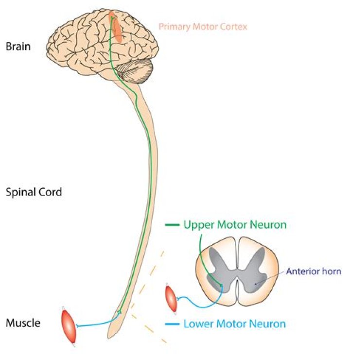 What do upper motor neurons do?