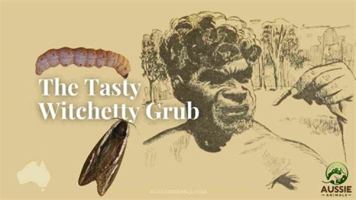What do witchetty grubs become?