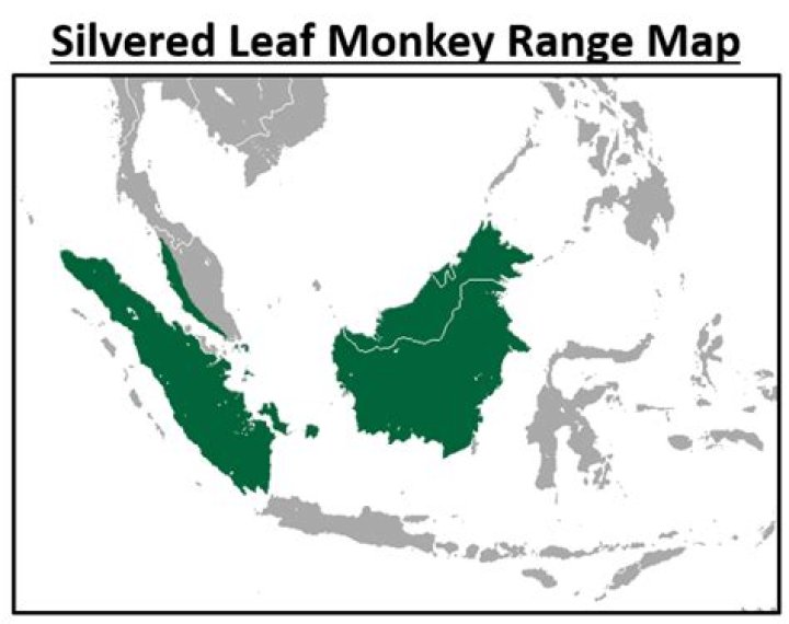 What does a silvered leaf monkeys eat?