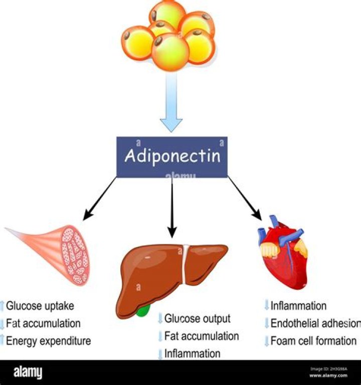 What does adiponectin do?